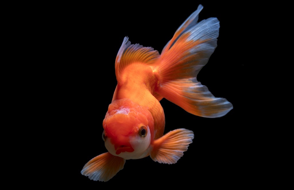 Goldfish